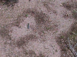 reported track of flying animal