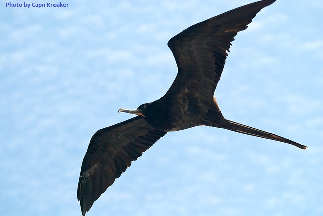 Frigate bird 1 close up of a flying frigate bird - image 1