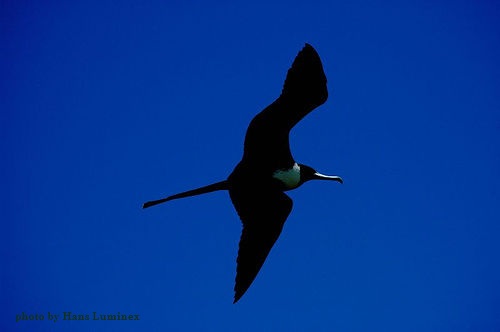 Frigate bird with some white on neck or chest flying frigate bird image three