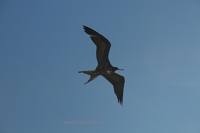 Frigate bird with widely forked tail flying frigate bird - image 2