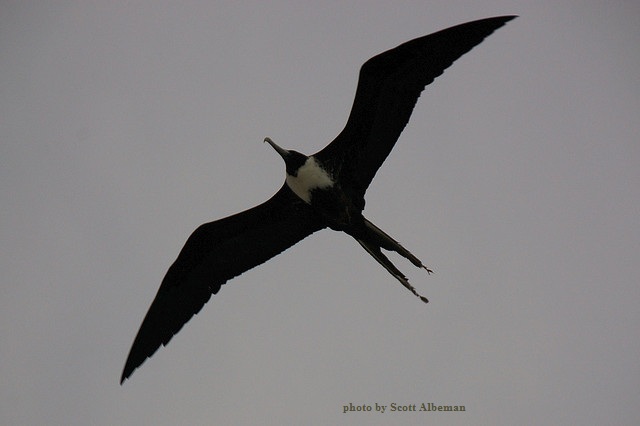 Frigate bird with forked tail frigate bird flying - image four